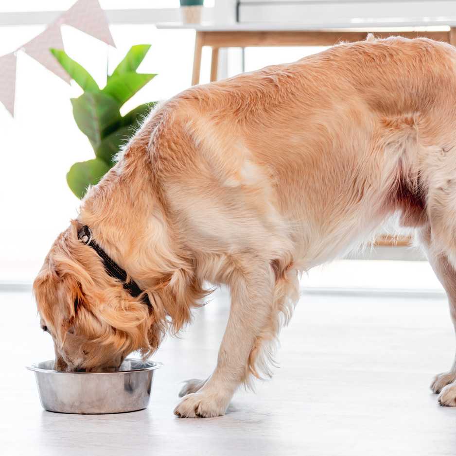 Adjusting Diet and Nutrition for Senior Dogs