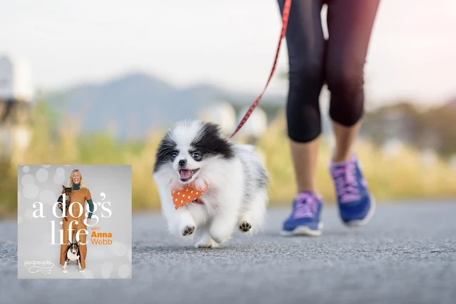 A person walks a little dog who is wearing an orange bandana, along with the promo image for A Dog's Life with Anna Webb