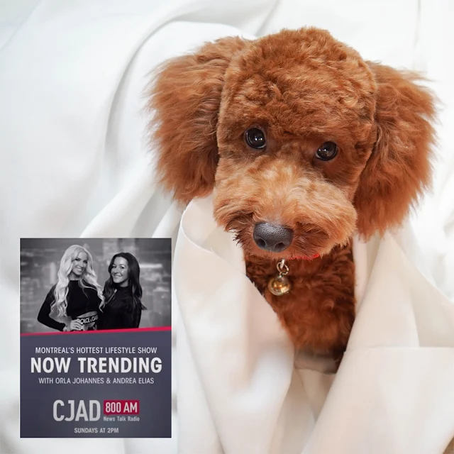 A cute brown poodle along with the promo image from CJAD 800s Now  Trending Show