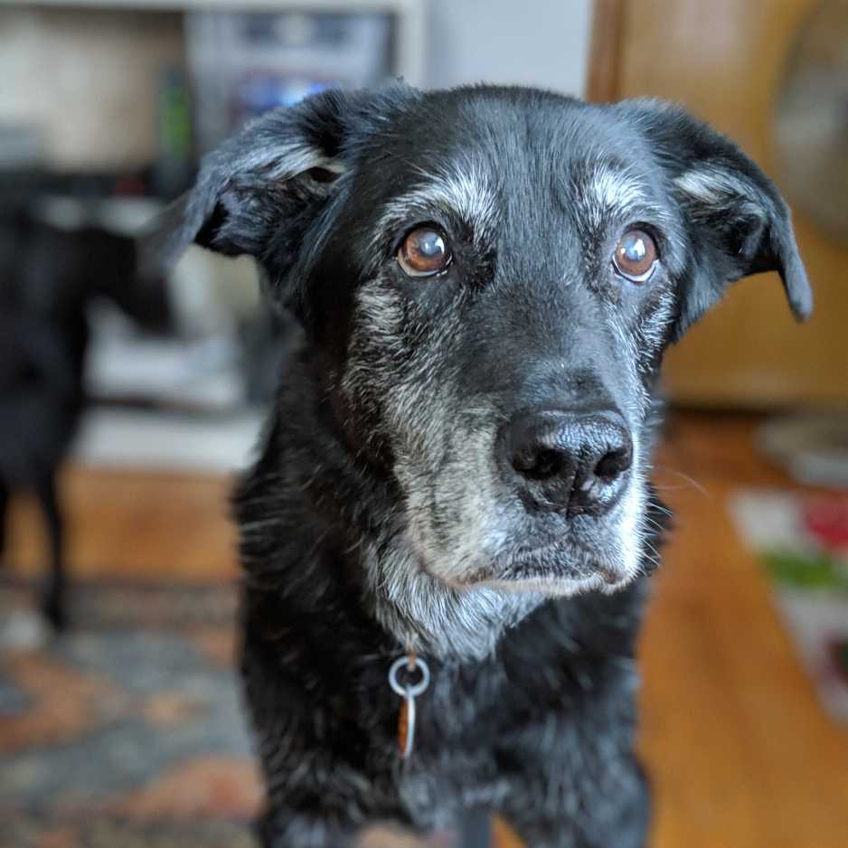 Managing Chronic Conditions in Senior Dogs