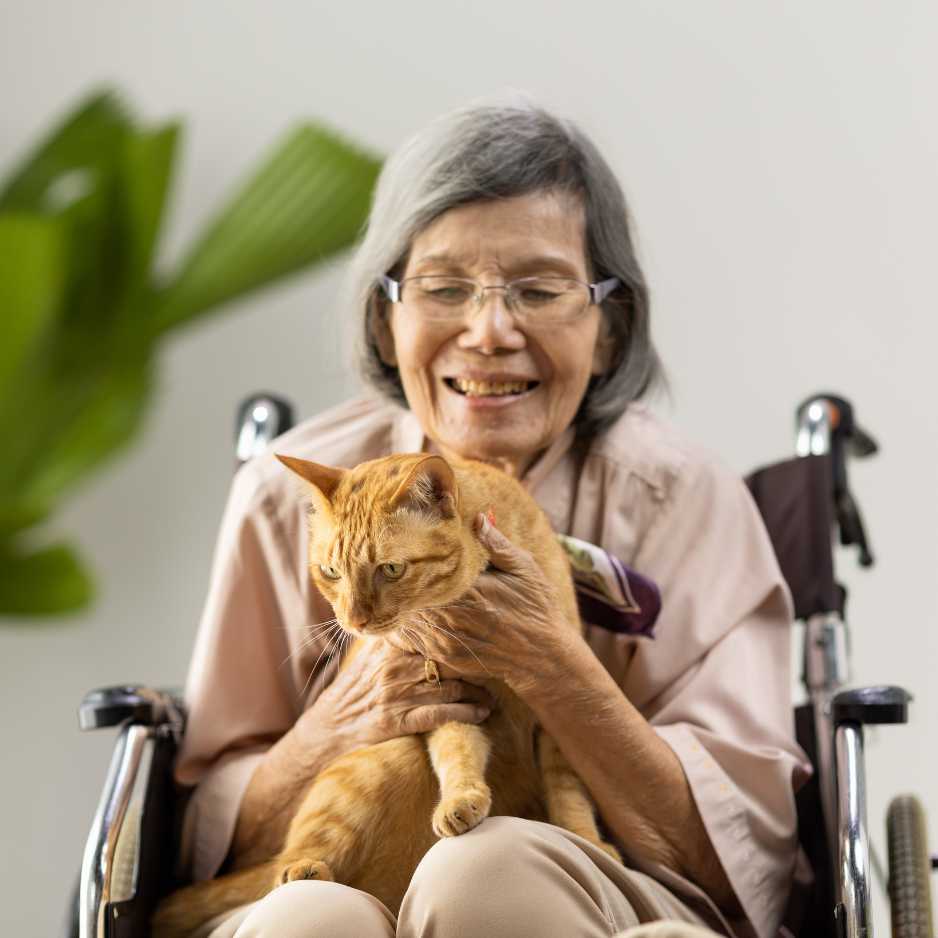 Mobility and Comfort for Aging Cats