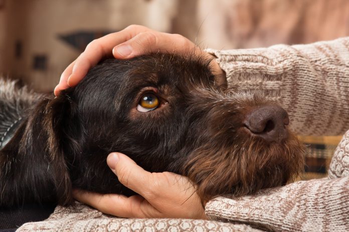 Dogs are struggling with a quiet house