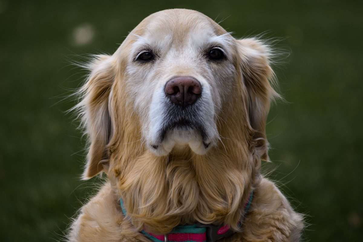 Understanding Dog Aging and Special Canine Needs