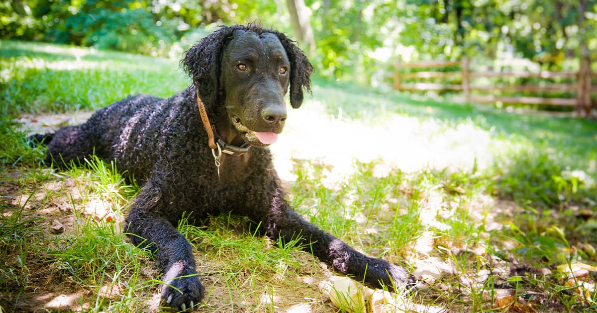 A black curly-coated retriever lying on the grass in the sun.