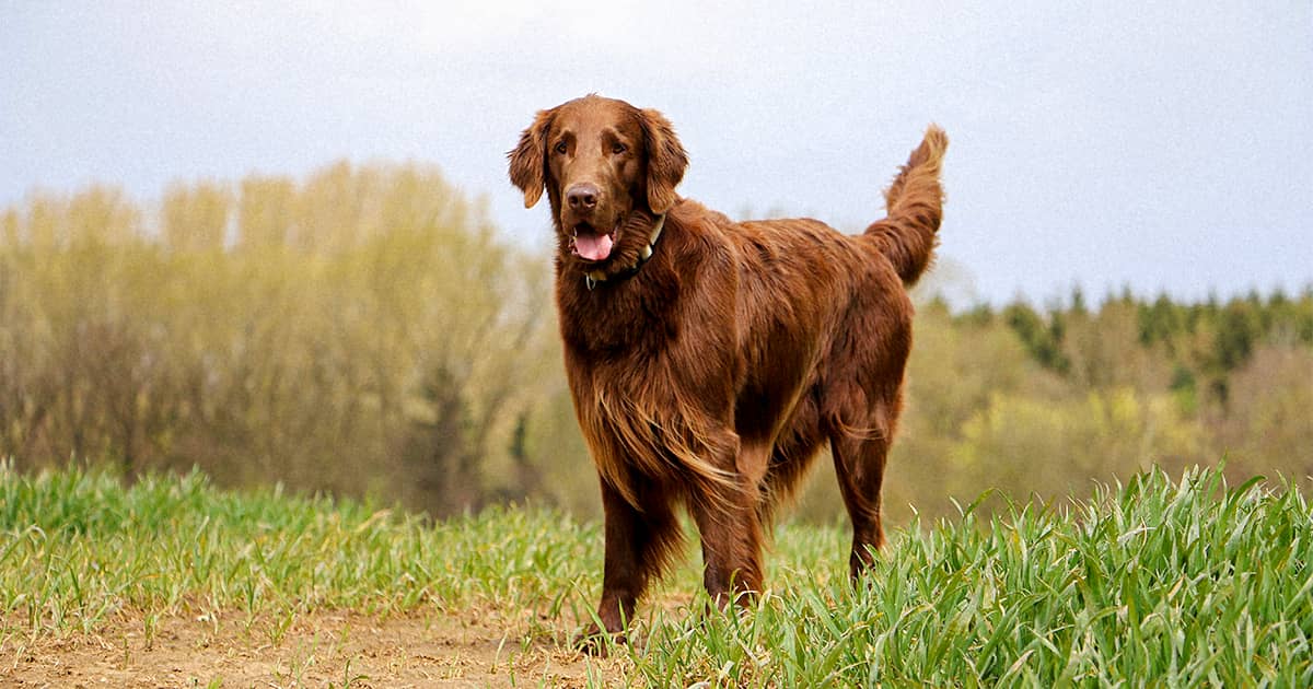 A brown flat-coated retriever standing in the sun in a park.