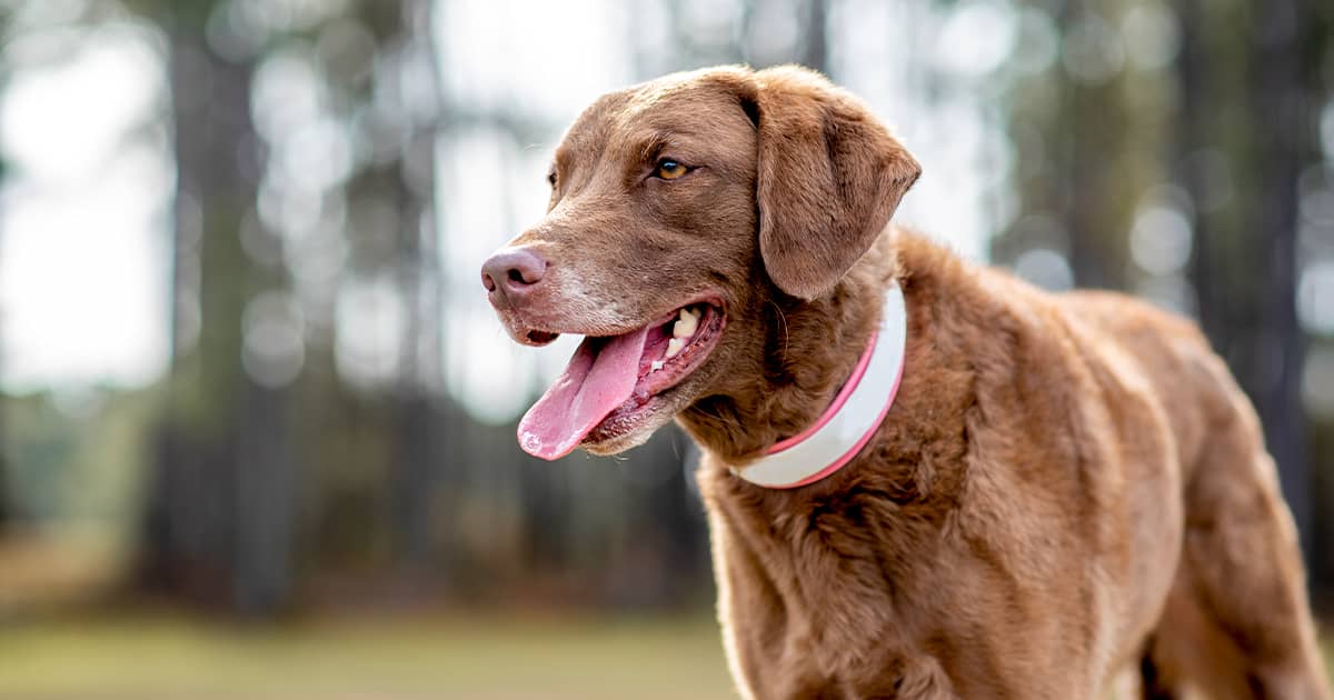 A Chesapeake Bay retriever standing outside wearing a white collar.