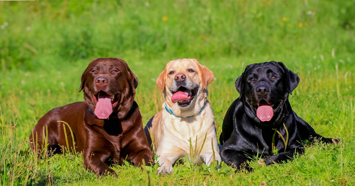 A chocolate Labrador retriever, a yellow Labrador retriever and a black Labrador retriever lying next to each other in the grass.