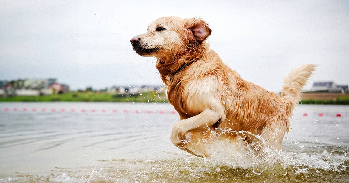 A golden retriever running through shallow water.