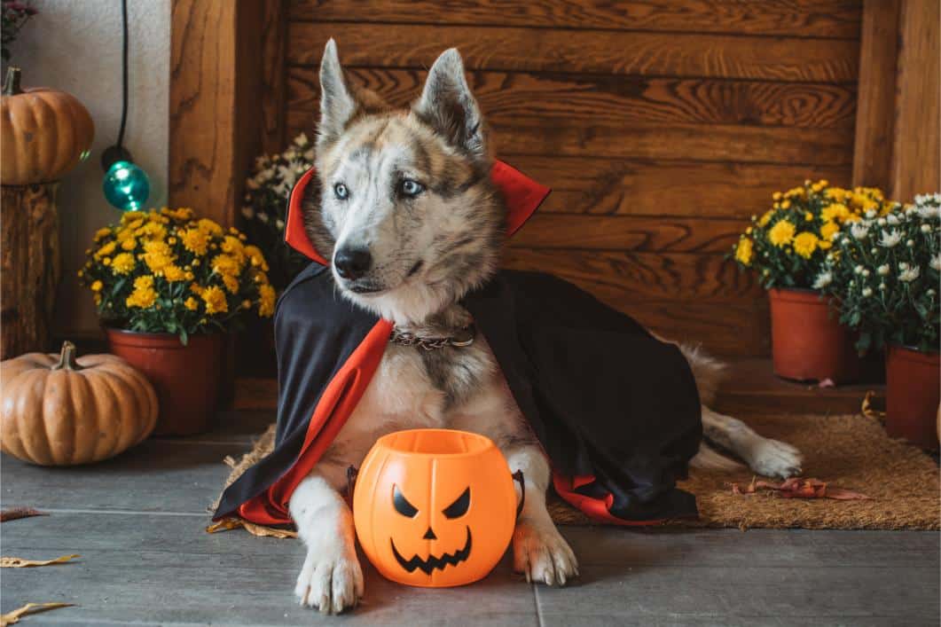 Dog in Vampire Costume for Halloween with Pumpkin Bucket.