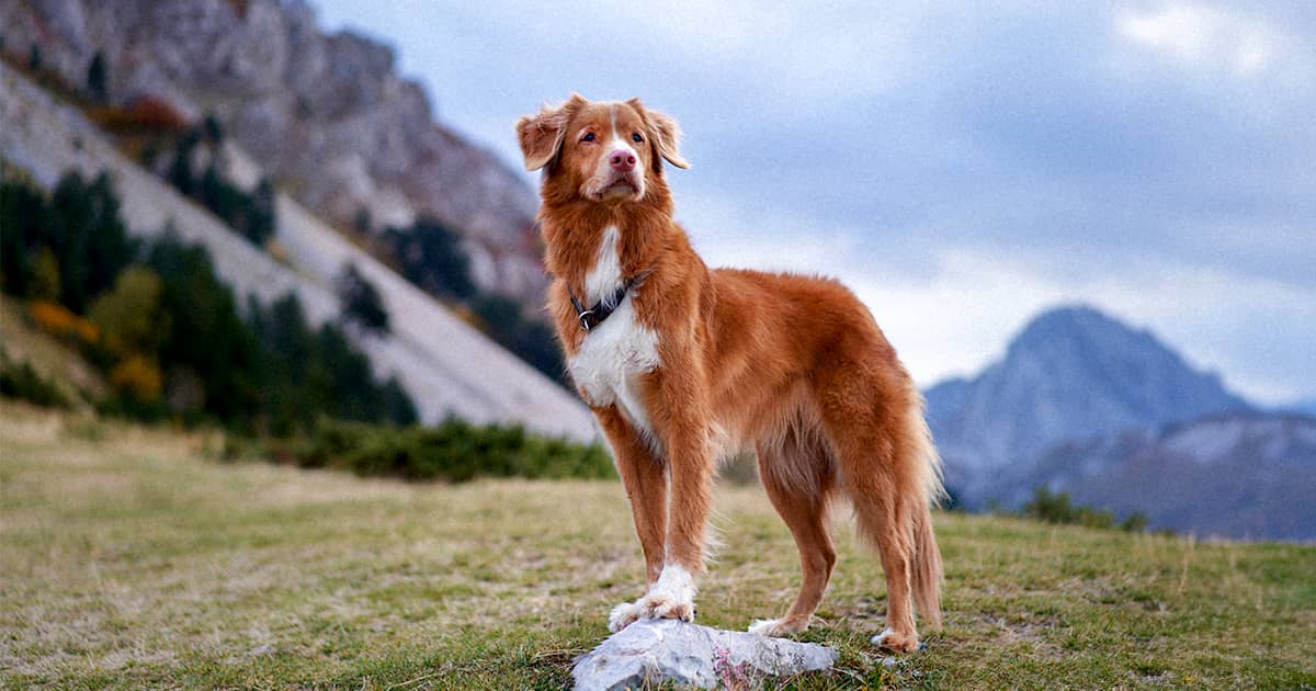 A Nova Scotia duck-tolling retriever standing on a grassy hill in front of mountains in the background.