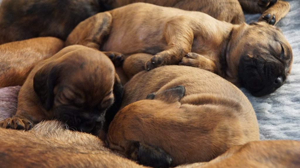 The Kept Animals Bill was meant to crack down on puppy smuggling among other things